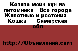 Котята мейн-кун из питомника - Все города Животные и растения » Кошки   . Самарская обл.